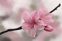 Japanische Kirschblüten