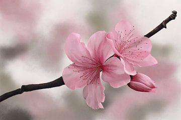 Japanische Kirschblüten von Tanja Udelhofen