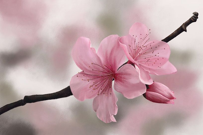Japanese Cherry Blossoms by Tanja Udelhofen
