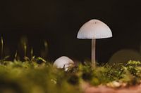 Stille unter dem Baldachin