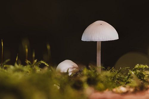 Stille unter dem Baldachin