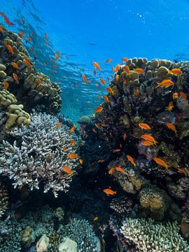 coral reef by thomas van puymbroeck