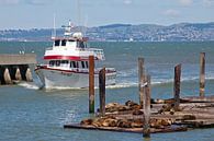 San Francisco - Zeeleeuwen bij Pier 39 (2) van t.ART thumbnail