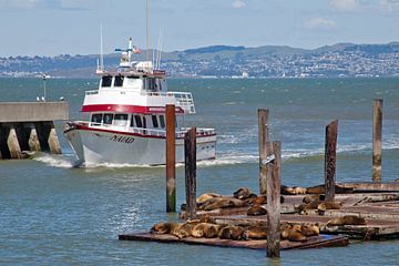 San Francisco - Zeeleeuwen bij Pier 39 (2) van t.ART