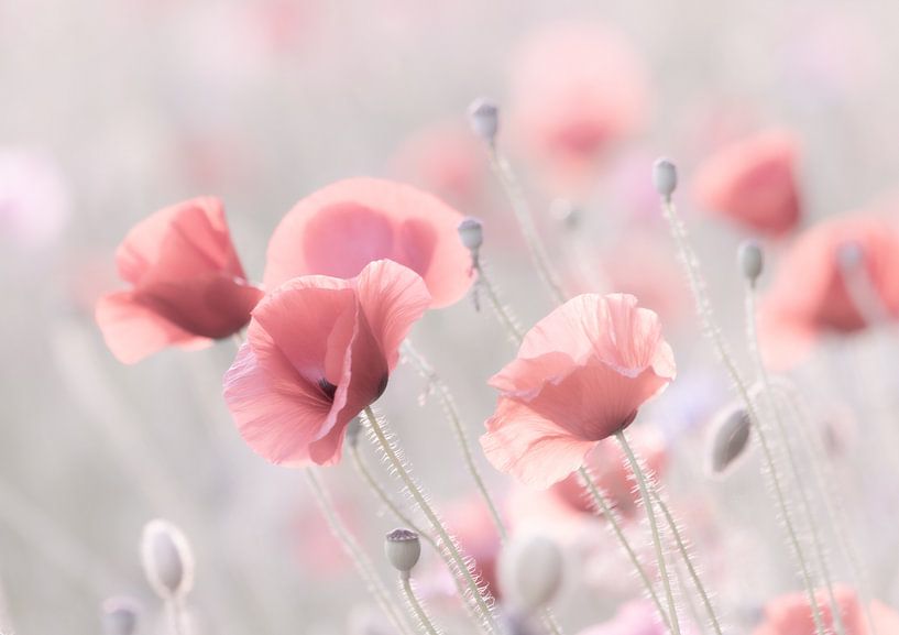 Mohnblumen in Pastellfarben von Alex Dallinga