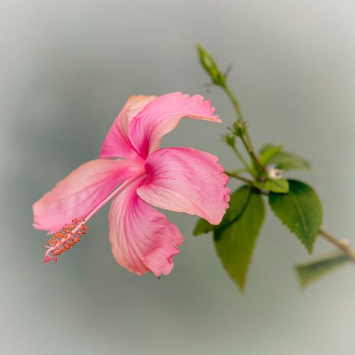 Hibiscus