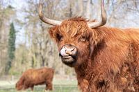 Schotse hooglander
