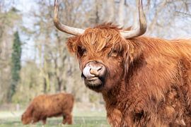 Schottischer Highlander