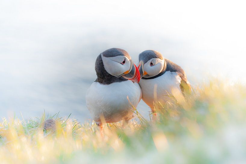 Puffin van Stijn Smits