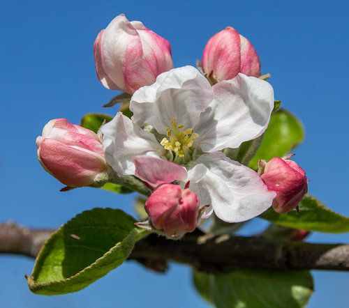 Fleur de pommier à Olmenhorst.