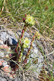 Sempervivum grandiflorum von Erik Buitenhuis