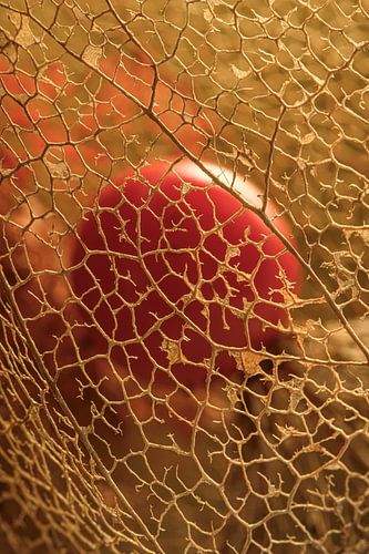 A lantern (Physalis) in the warm 