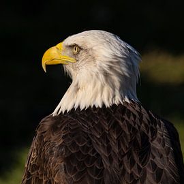 Pygargue à tête blanche (Haliaeetus leucocephalus)