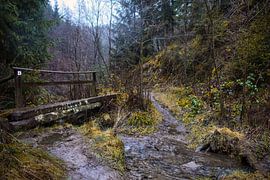 Bossen van Malmedy van Tuur Wouters