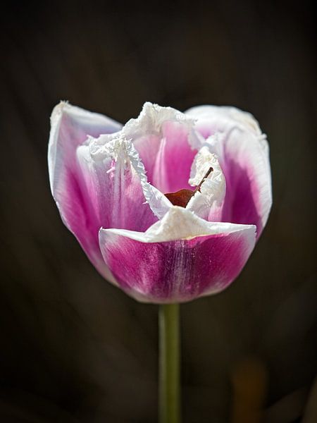 Tulip by Rob Boon