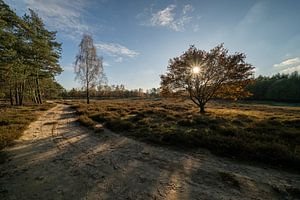 Herbstsonne über dem Heideland Deelerwoud