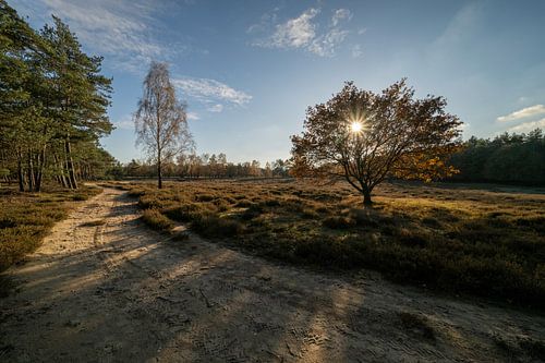 Herfstzon over heide Deelerwoud