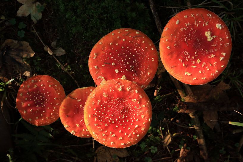 Amanite tue-mouches (Amanita muscaria), également appelée Amanite rouge Germany par Frank Fichtmüller