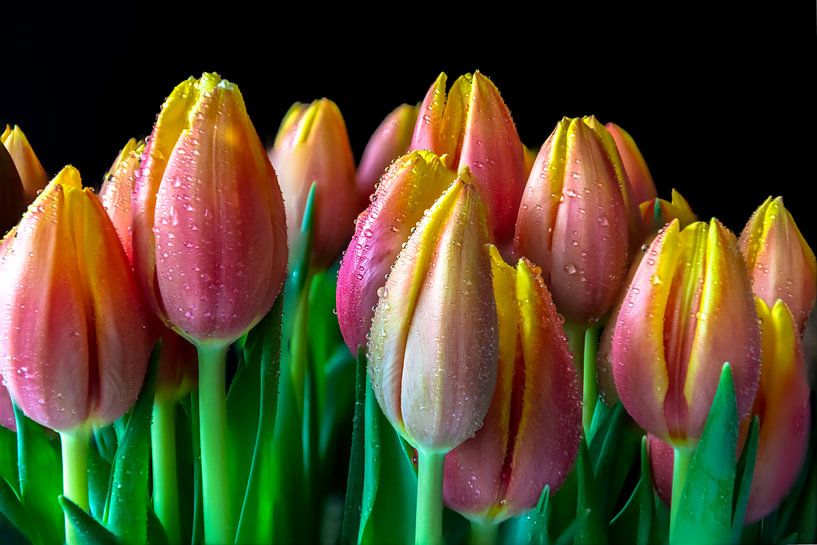 Tulips and drops by Cliff d'Hamecourt