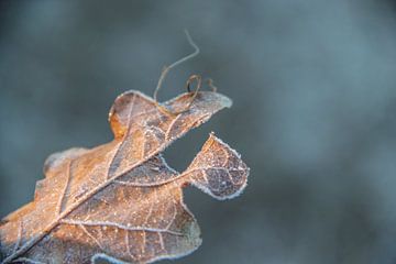 Frosty leaf by Kees Korbee