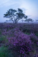 Start the day with a purple heather