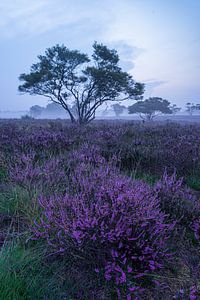 Den Tag mit violettem Heidekraut beginnen von Albert Lamme