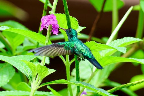 Kolibri in seinem natürlichen Lebensraum in Trinidad und Tobago von Vandervelden fotografie