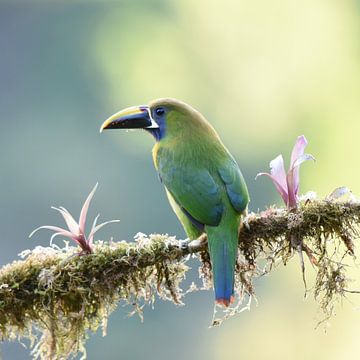 Oiseaux du Costa Rica : Toucanet émeraude (Emerald Toucanet) sur Rini Kools