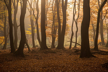 herfstbos