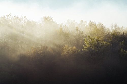 Frühlingserwachen im Wald