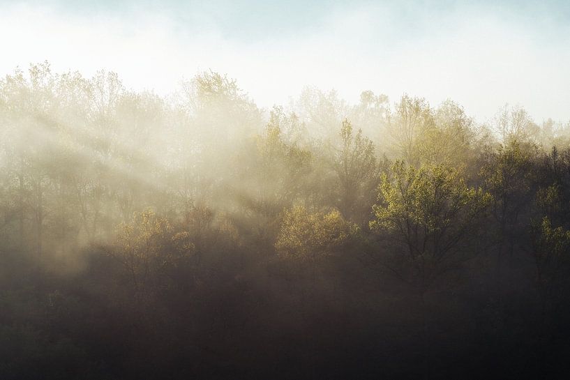 Frühlingserwachen im Wald von Joris Machholz