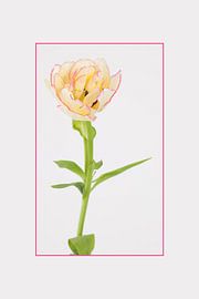 quiet beauty by Tessy Graas