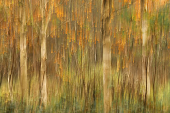 Bouleaux avec feuilles d'automne colorées - prise de vue ICM