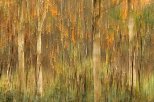 Berken met kleurrijke herfstbladeren - ICM-foto