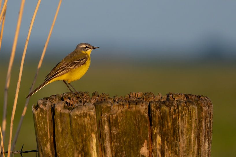 Yellow wagtail by Marcel Jagt
