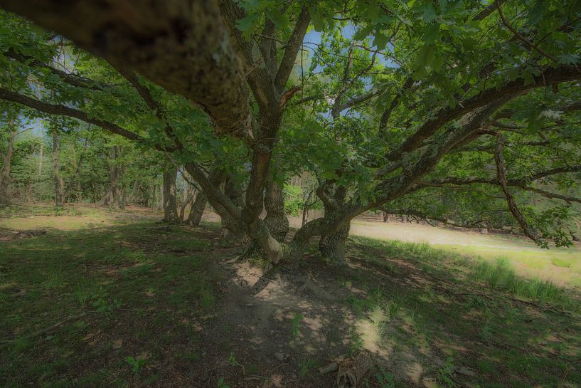 flora by Bart Liesenborgs