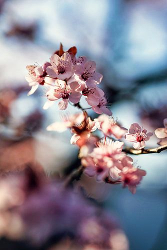 Des fleurs délicates dans la lumière du matin