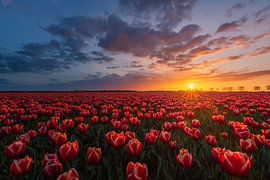 Das rote Feld von Mvdklooster