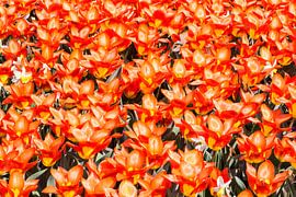Flowerbed with orange tulips by ManfredFotos