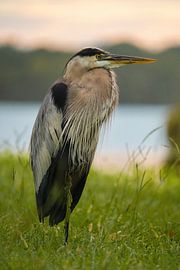 Heron of the swamp by Martin Podt