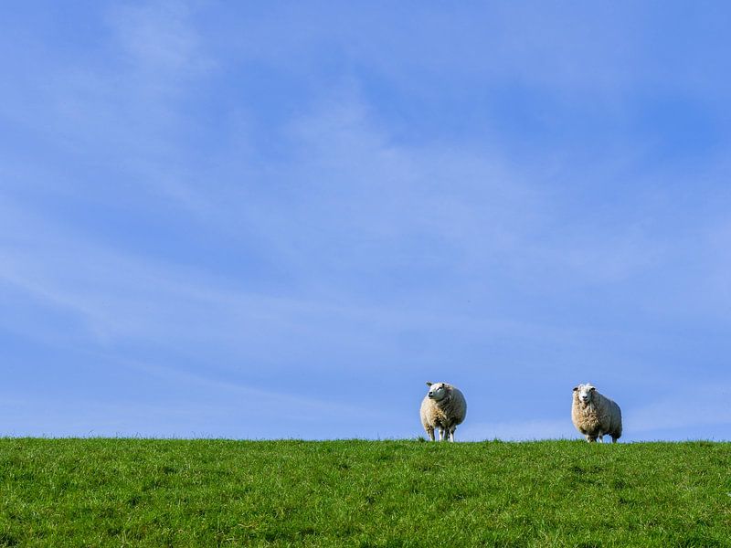 Compter les moutons par Odette Kleeblatt