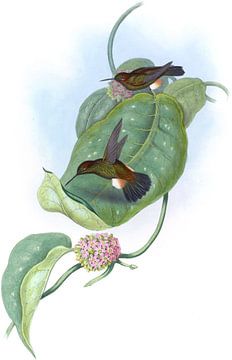 Aurelia's Puff-Leg, John Gould van Hummingbirds
