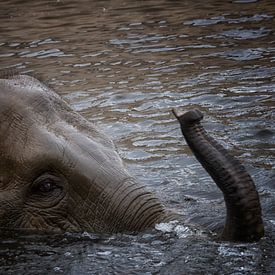 Olifant ist ein het genieten in het   Wasser. von Wendy Hilven