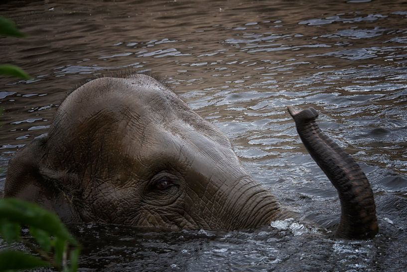 Elephant is enjoying in it   water. by Wendy Hilven