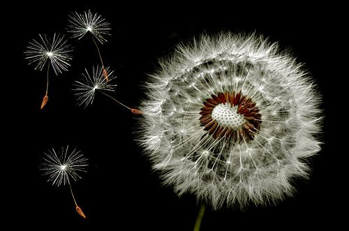 Vliegende paardenbloem zaadjes