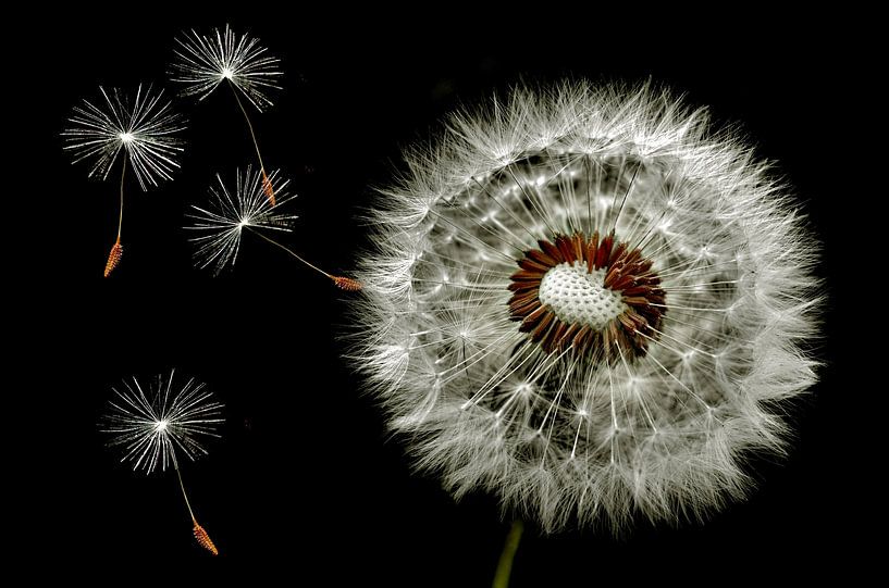 Flying dandelion seeds by Corinne Welp