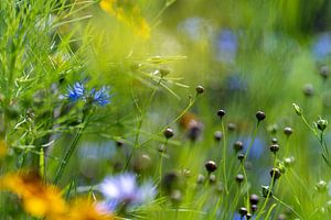 Flachsknospen inmitten von Kornblumen