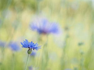 Kornblume in einem Blumenfeld (II)