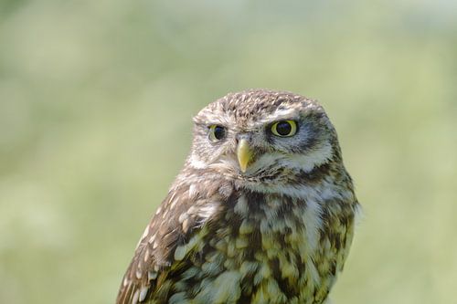 Portret van een steenuil