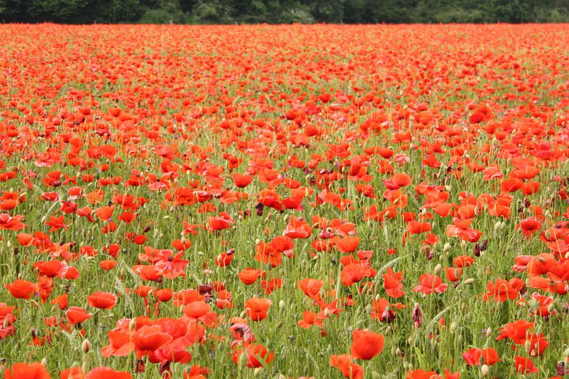Poppy field by Christel Smits